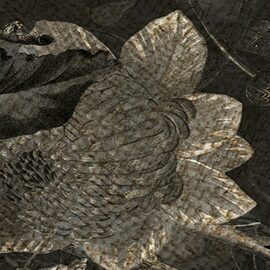 Devon & Devon tapet baie Botanica Black&White Antique Gold