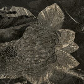 Devon & Devon tapet baie Botanica Black&White Gold Leaf