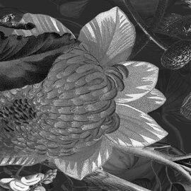 Devon & Devon tapet baie Botanica Black&White 