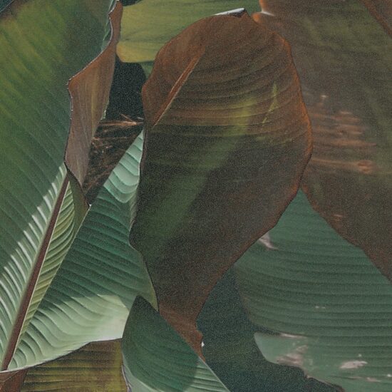 Devon & Devon tapet baie Costarica Dust