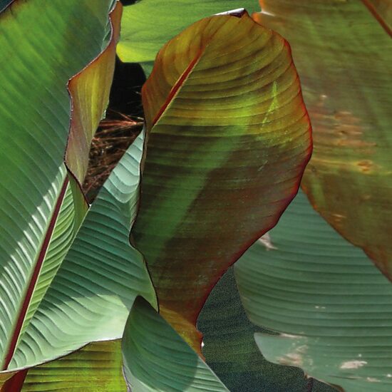 Devon & Devon tapet baie Costarica Green