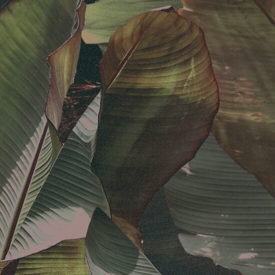 Devon & Devon tapet baie Costarica Petrol