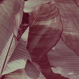 Devon & Devon tapet baie Costarica Wine