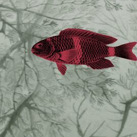 Devon & Devon tapet baie Samoa Red