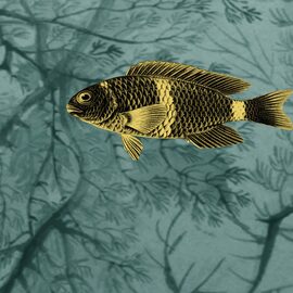 Devon & Devon tapet baie Samoa Gold